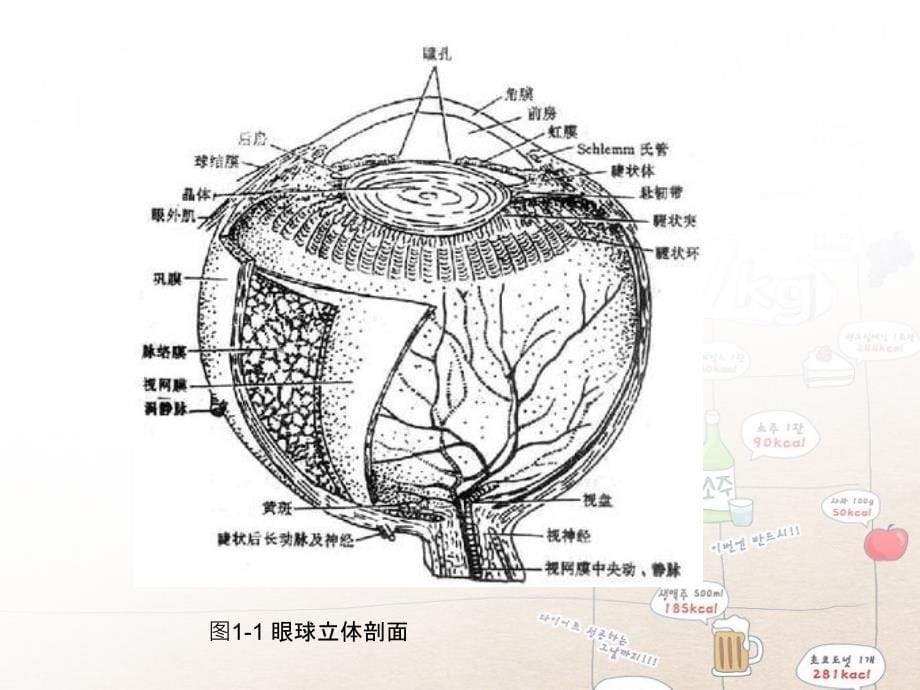 眼的解剖生理和胚胎发育_第5页