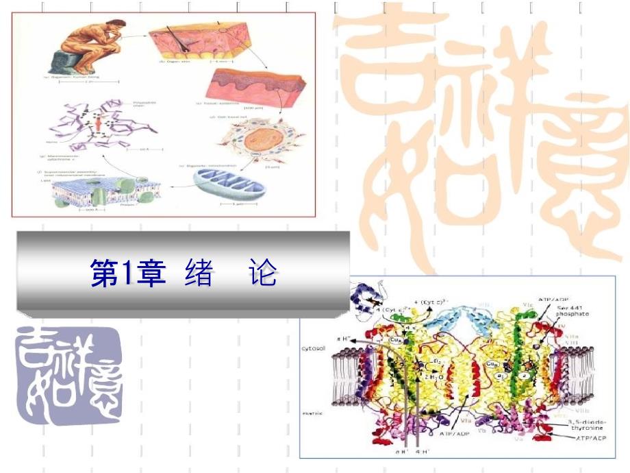 《动物生化》ppt课件.ppt_第2页