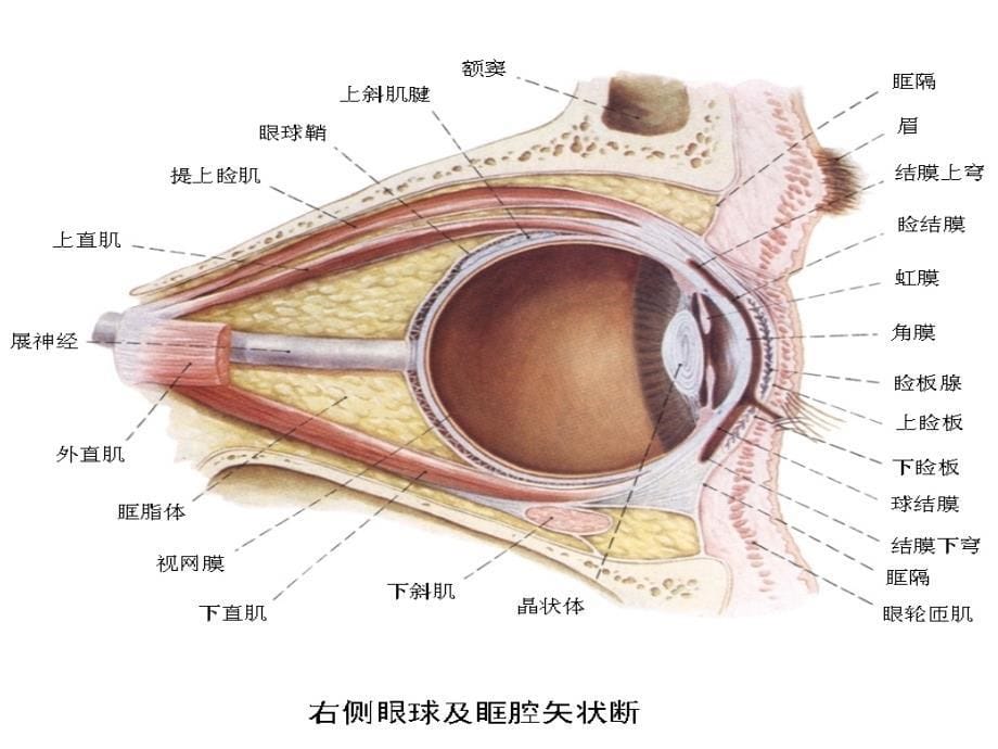 眼视光学历史与发展_第5页